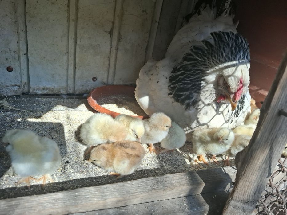 Vând cloșcă cu 13 pui
