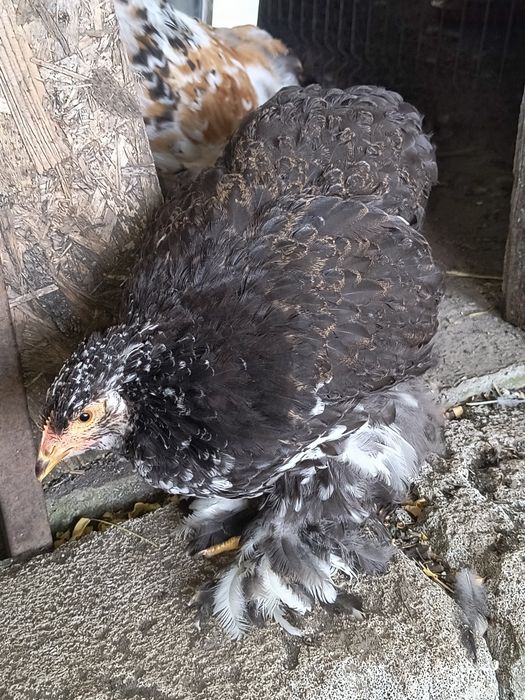 Brahma porțelan și gold laced