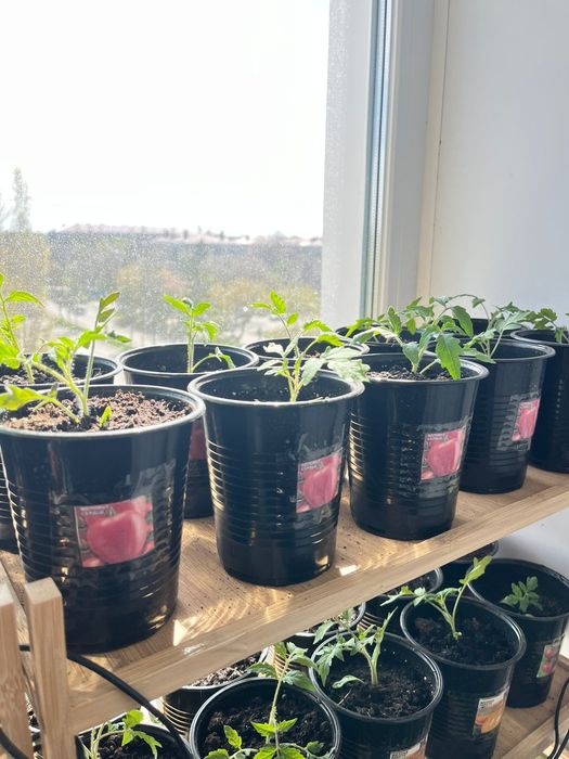 Проадю расаду испанский вид де бардо красны