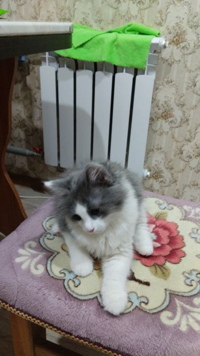 Животные продажа