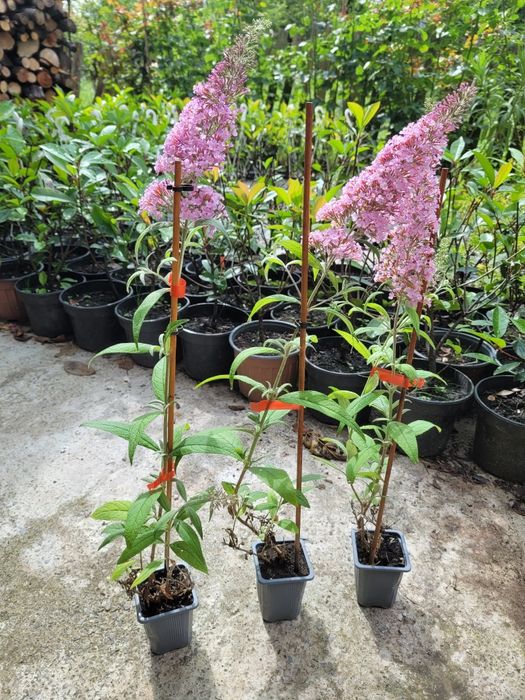 Liliac de vara roz (Buddleja dav. Pink Delight) 30-50 cm