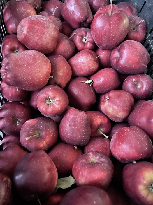 Mere consum de vanzare !!! Idared , prince , delicios , golden !!!