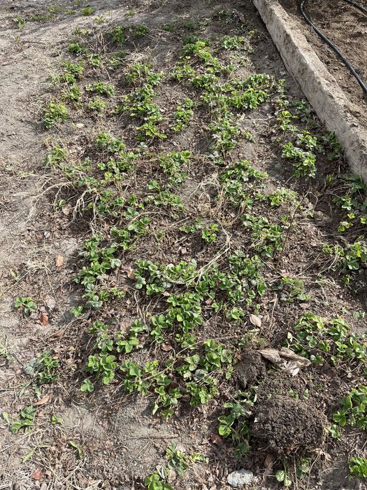 Рассада многоразовые клубники