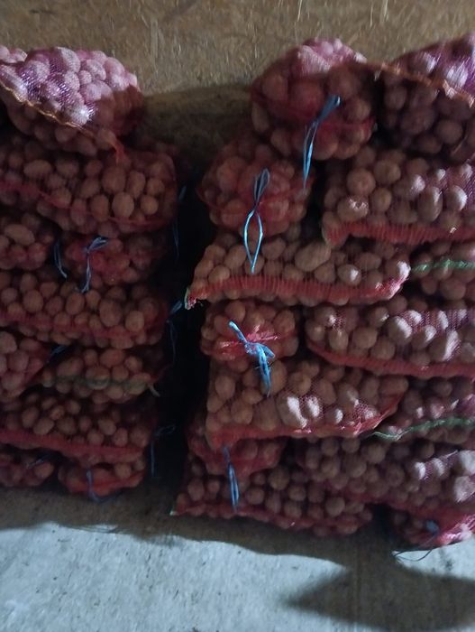 Cartofi Bellarosa consum și de sămânță