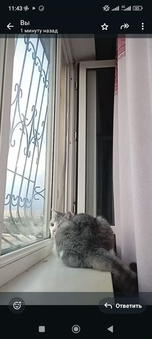 Продам кота доброго, спокойного