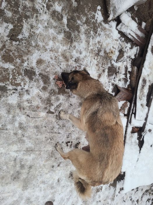 Щенки бесплатно  в добрые руки