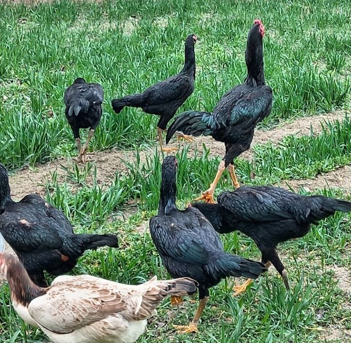 Ганой Карея тухумлари