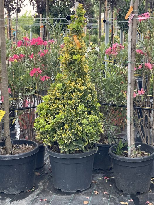 Palmieri, Yucca , Globuri , Leandru