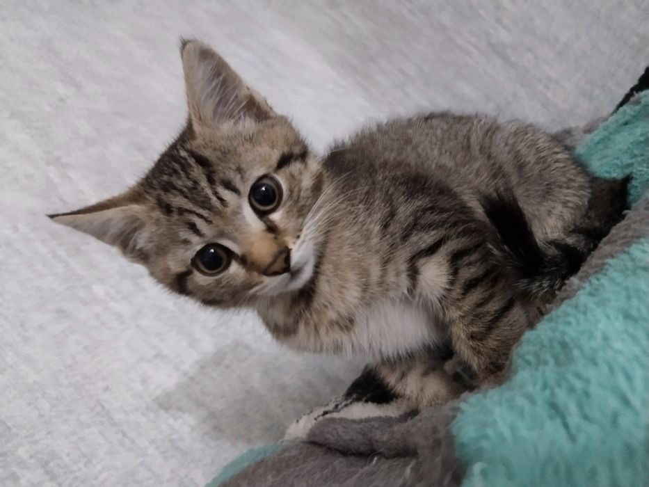 Срочно ищем дом котенку