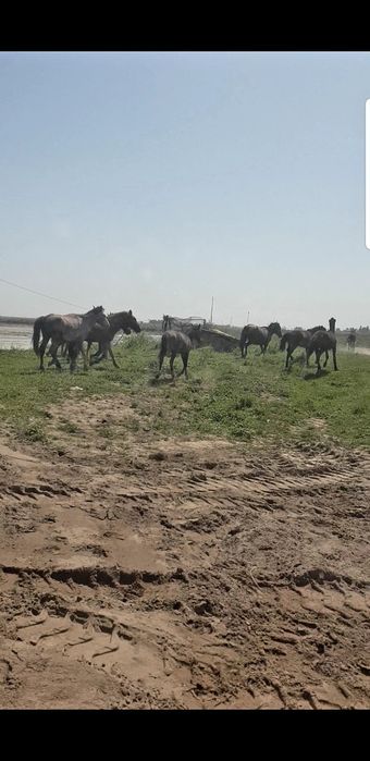 Yer baliq kol (prud)