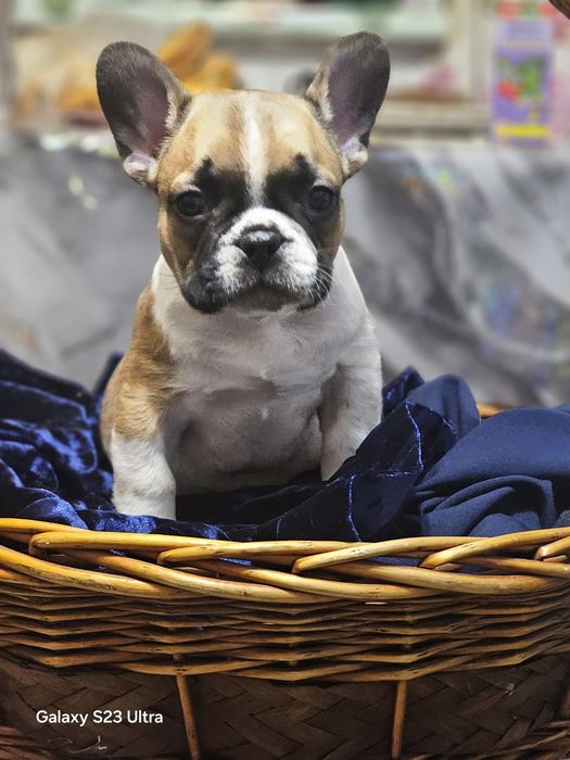 Французский бульдог