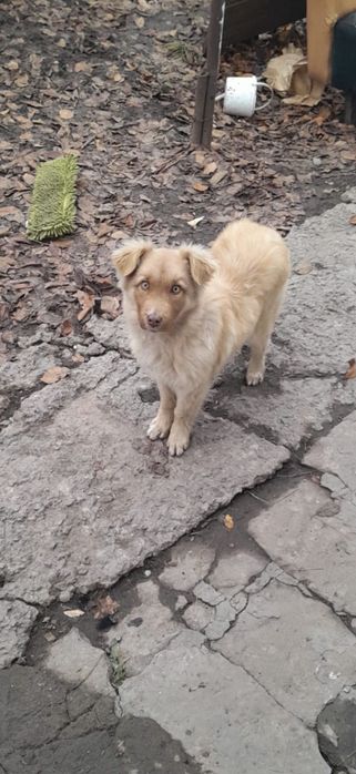 Супер красивый мальчик ищет дом !