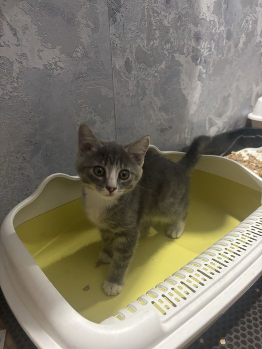 Котенок девочка ищет дом