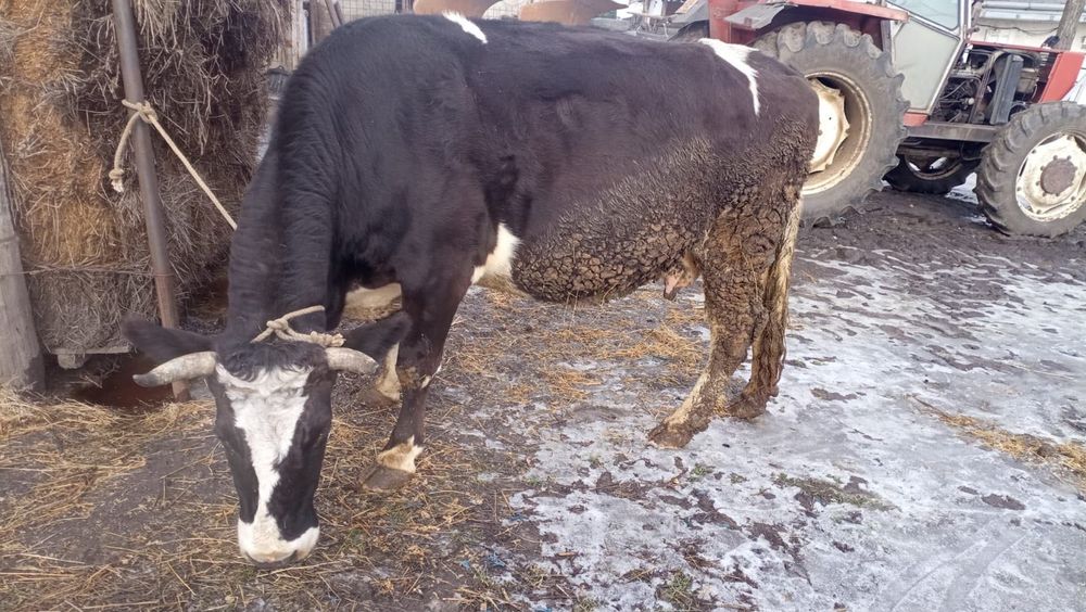 Vand vaca gestanta in ultima luna!