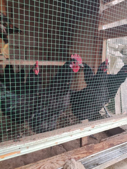 Gigant qora shaxzoda