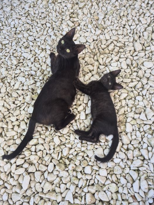 Pui pisică pentru adopție responsabilă (7 săptămâni - Ploiești/București/Ilfov)