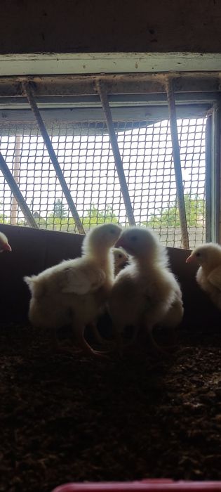 Цыплята бройлеры