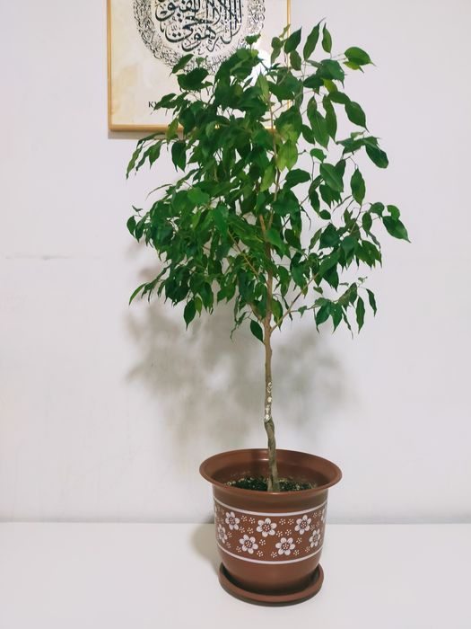 Фикус гүлдері сатылады