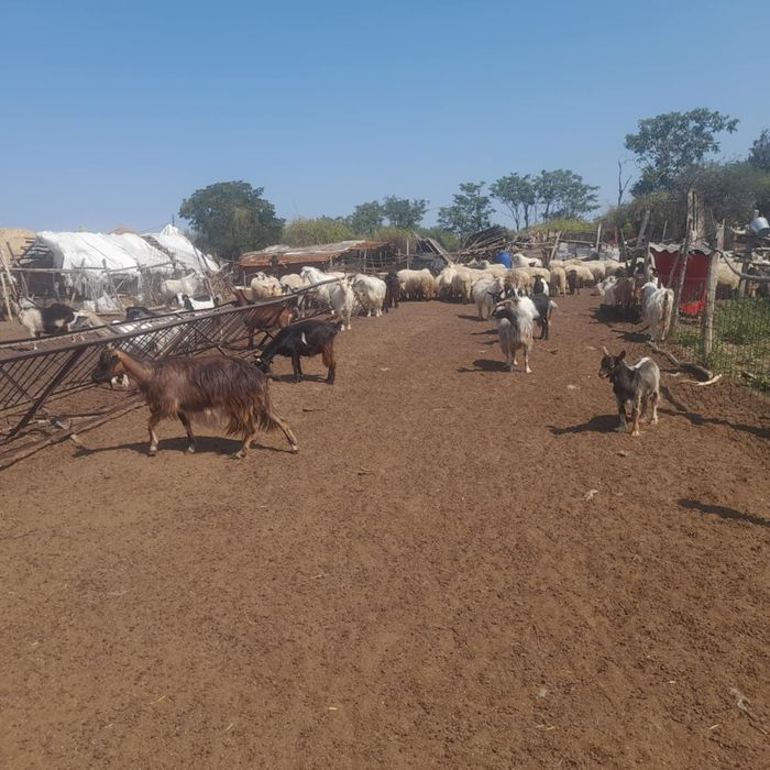 Vând capre și oi bune