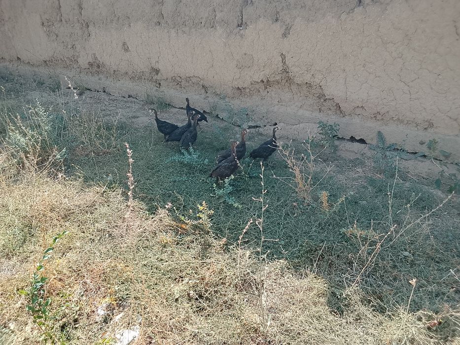 Продам продам продам