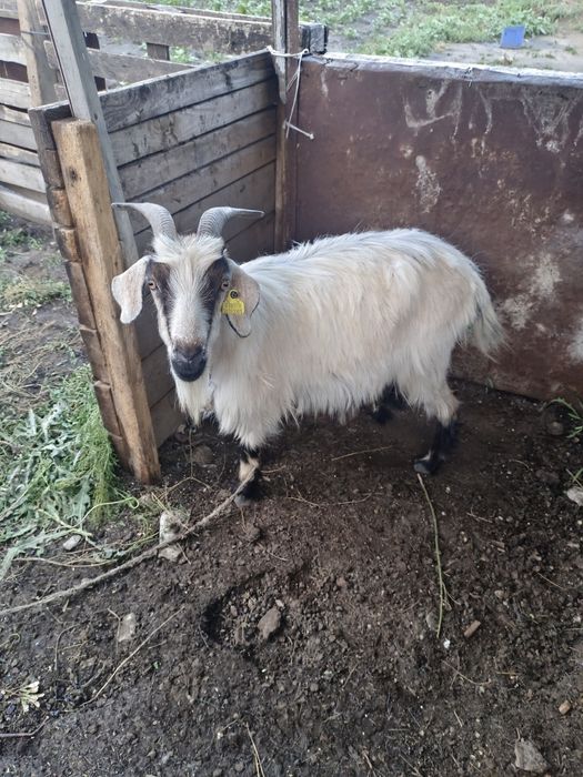 Ешкі сатам. Продам Козы