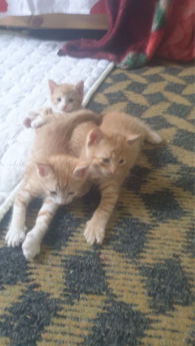 Домашный котенок