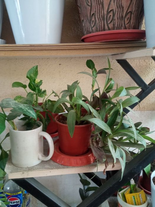 Хона гулларимни сотиб юбораман/Продаю комнатные цветы из дома