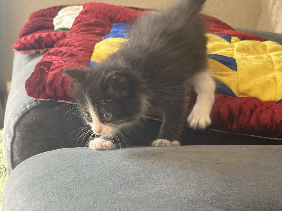 Котята 1 месяц , отдаем в добрые руки