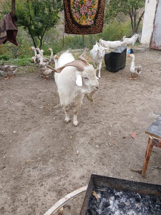 Продам козла на племя