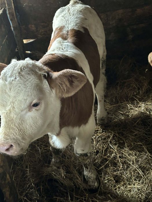 Vând 3 vitei baltați