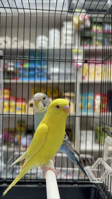 Волнистый попугай