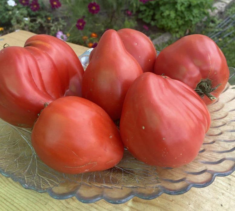 Коллекционные сорта томатов