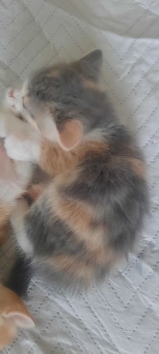 Отдам котенка в добрые руки