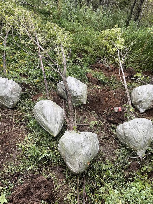 Карагач вяз живая изгородь