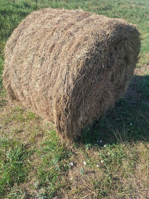 Baloți de lucernă 120/150