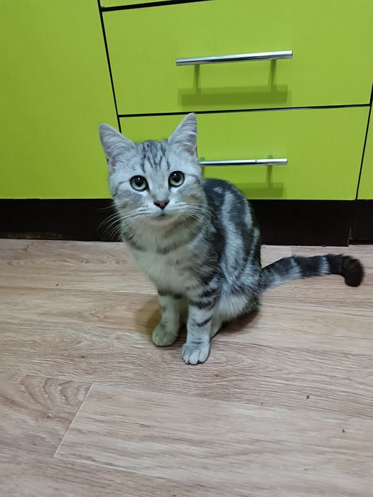 Потерялся кот Мася