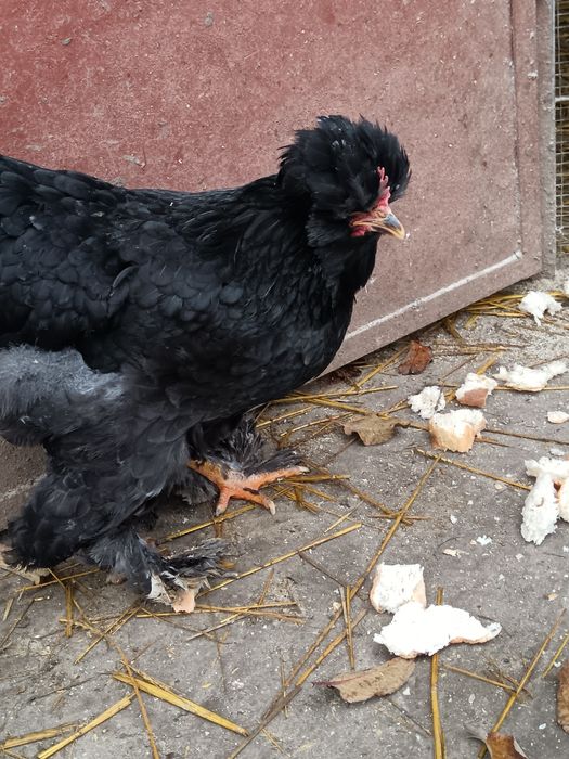 Pereche din rasa Strumki