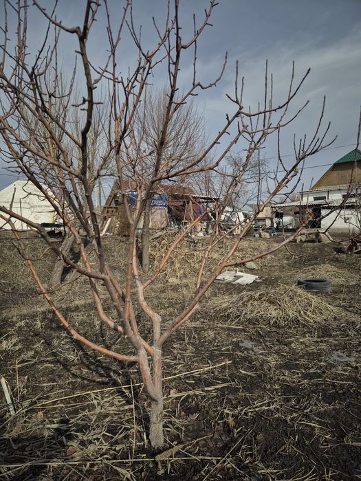 Ранневесенняя обрезка сада