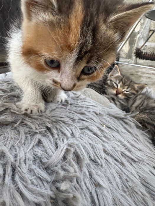 Подаряват се три пухкави котенца