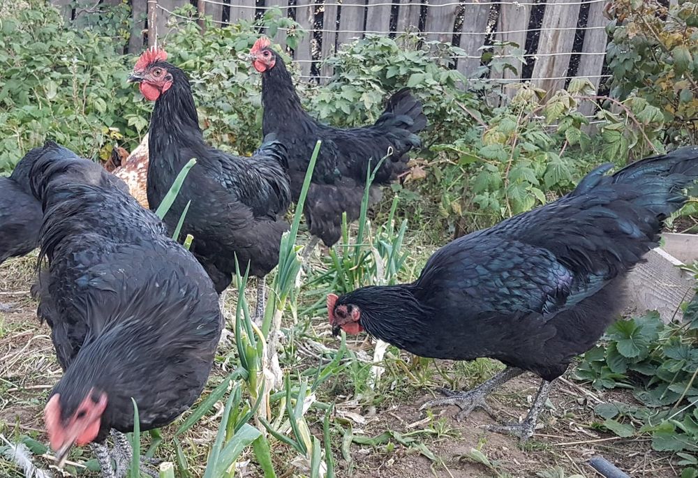 Продам чёрных петухов на племя