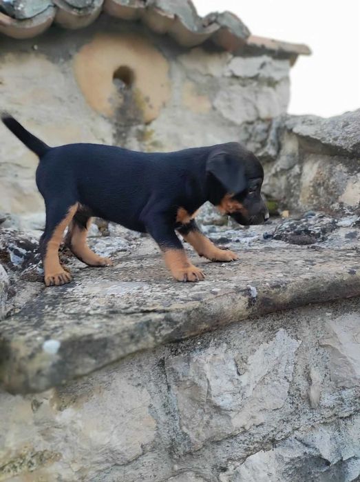 Немски ловен териер - чистокръвно