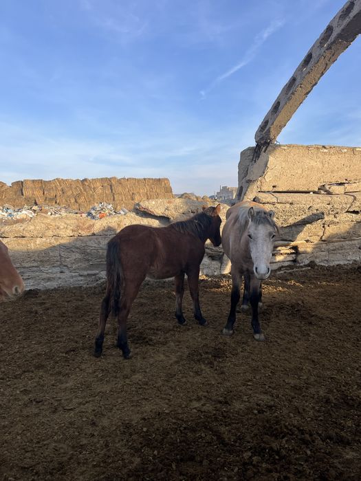 М әрпіндегі жалаңаш аққұба поза