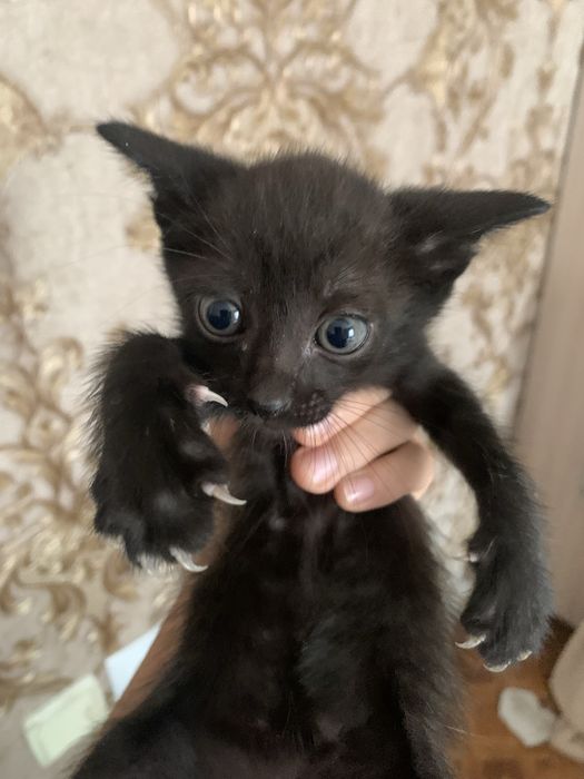 Отдам котят в добрые руки
