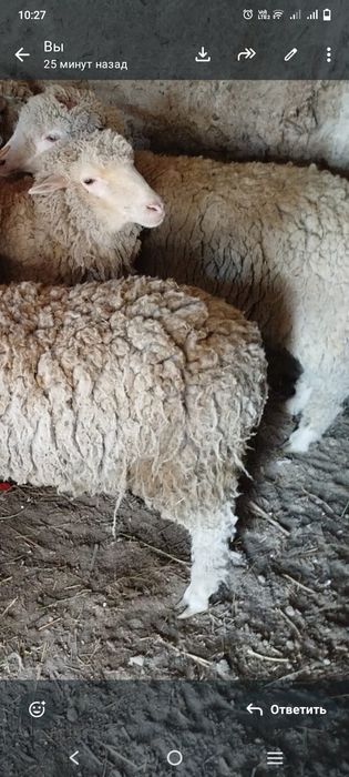 Қой .Тоқты .Сек...