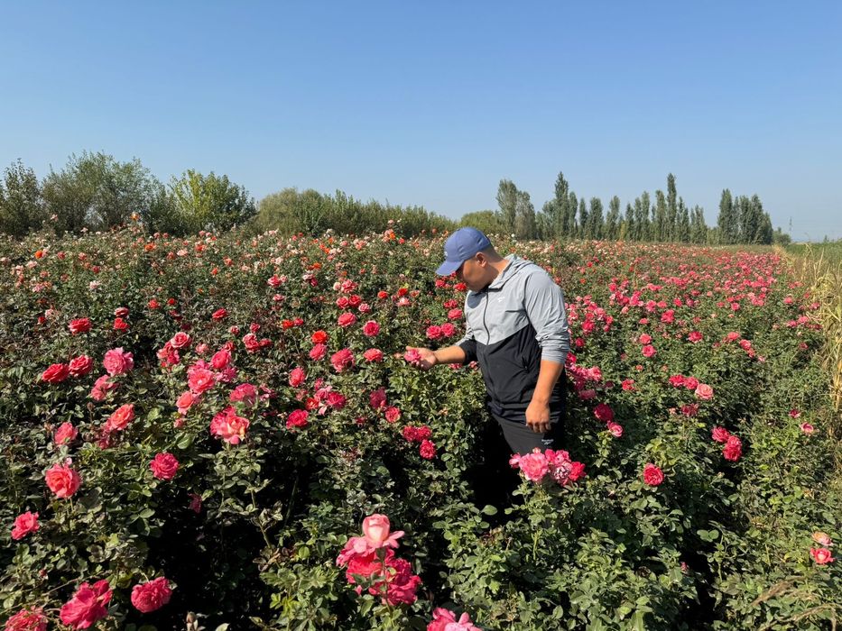 Розы, Туя продам