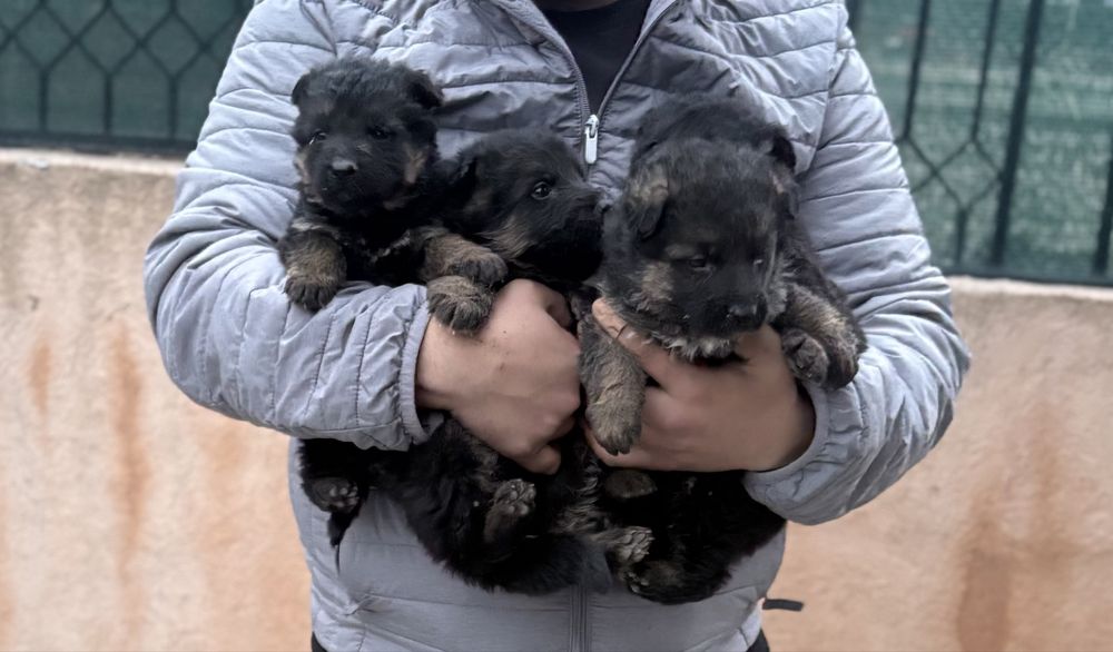Бебета Немски Овчарки