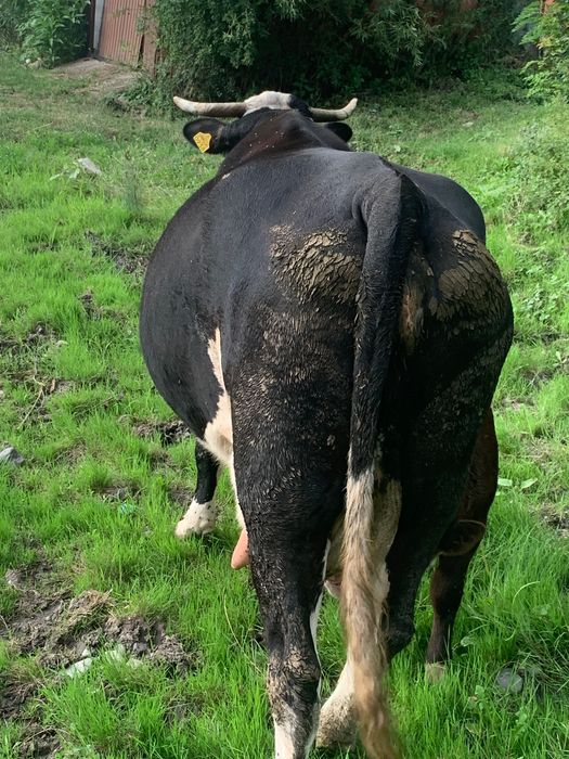 Vând vaca cu vițel sau fără și junincă de un an