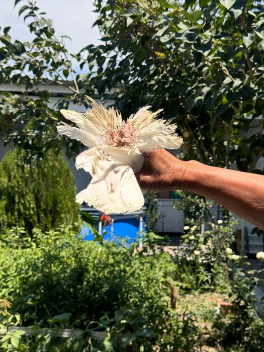 Тараз голуби продам