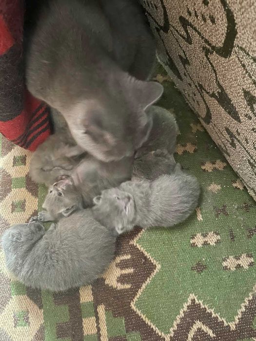 късокосместа британка - клепоухи котенца