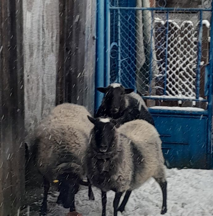 Vînd oi rasă Romanov